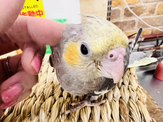画像更新☆ピカっと黄色のほっぺ♡これから素敵に育つんだ！オカメインコのノーマルカラー🩶