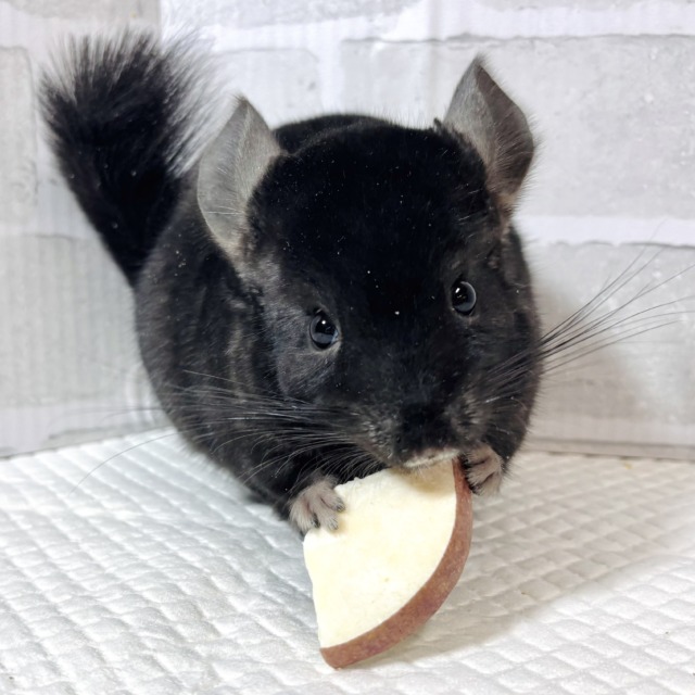 チンチラ ブラックエボニー 男の子 🖤🎶🖤*.ﾟ