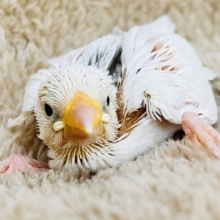 むむっ！グレーマークの白文鳥の雛入舎しました♡