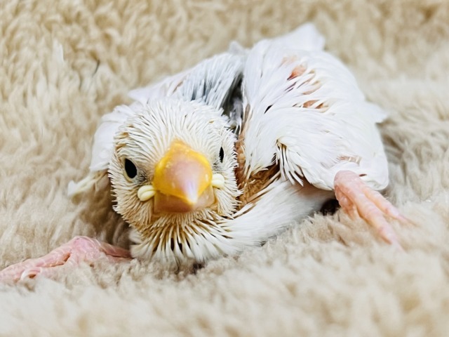 むむっ！グレーマークの白文鳥の雛入舎しました♡