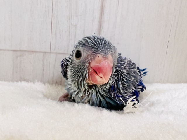 ちっこい!ﾐﾆﾐﾆ🎶Blue bird💙マメルリハブルーの男の子