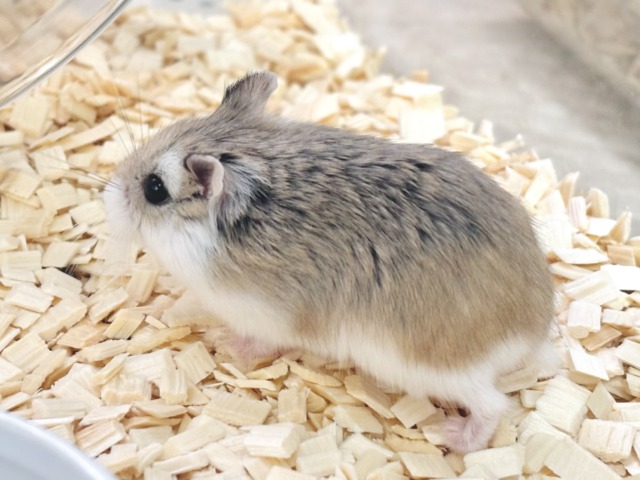 ロボロフスキーハムスター