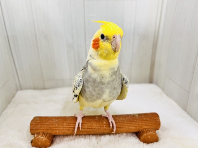 オカメインコ
