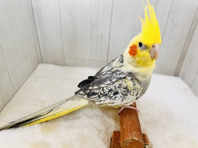 オカメインコ