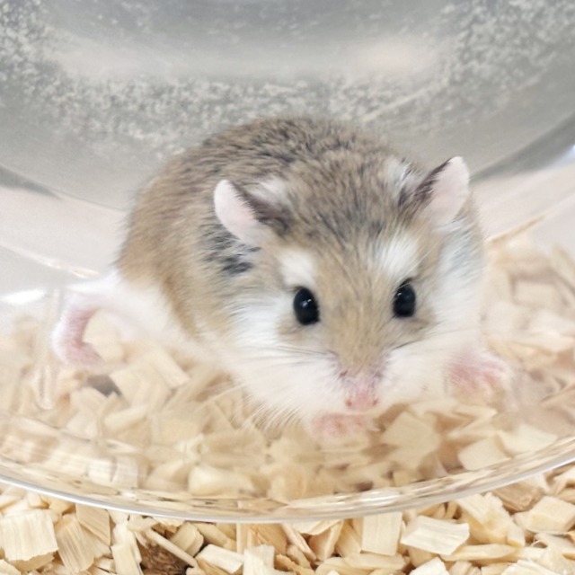 ロボロフスキーハムスター ノーマル&スノーちゃんず✧*。 🐹☃️ ロボロフスキーハムスター
