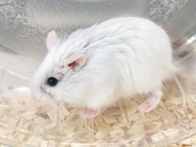 ロボロフスキーハムスター