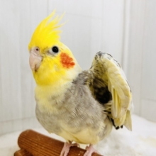 ﾋﾟﾎﾟﾋﾟﾎﾟﾋﾟｰ♡たくさん鳴くよ🎶オカメインコのパール🩵