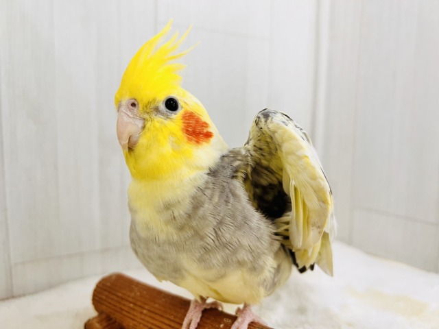 ﾋﾟﾎﾟﾋﾟﾎﾟﾋﾟｰ♡たくさん鳴くよ🎶オカメインコのパール🩵