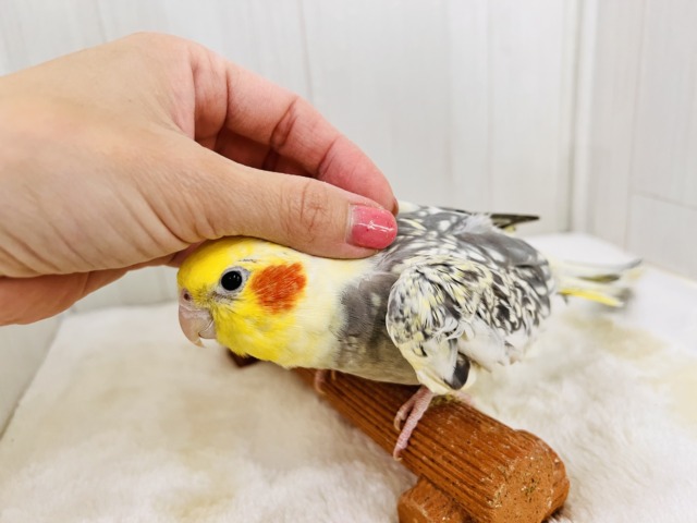オカメインコ
