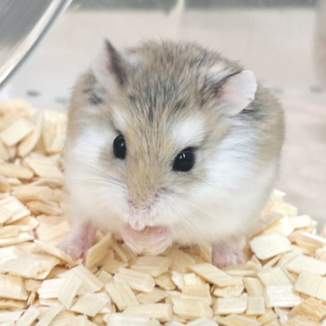 ロボロフスキーハムスター