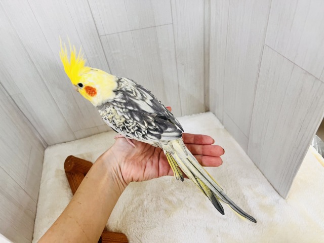 オカメインコ