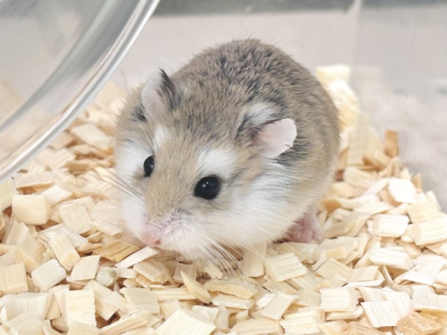 ロボロフスキーハムスター