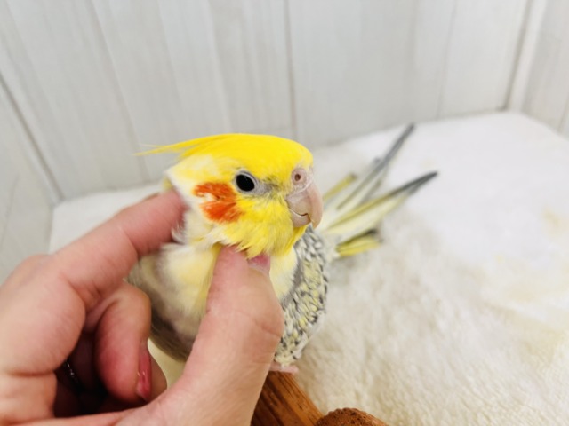 オカメインコ