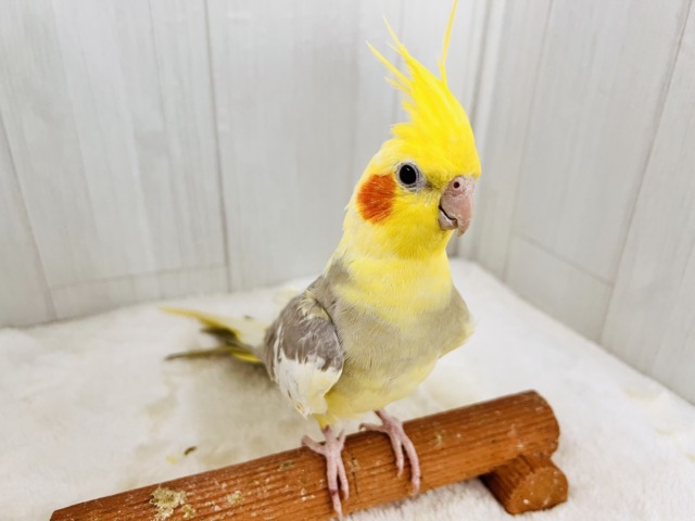 オカメインコ