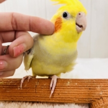 隠れ甘えん坊♡オカメインコのシナモンパイド💖