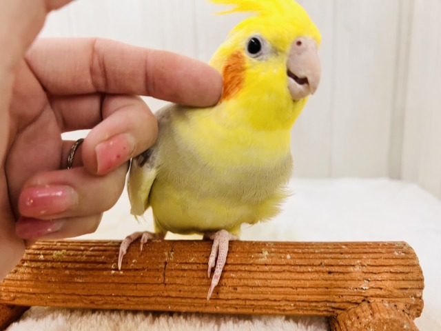 隠れ甘えん坊♡オカメインコのシナモンパイド💖