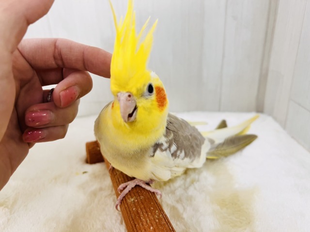 オカメインコ