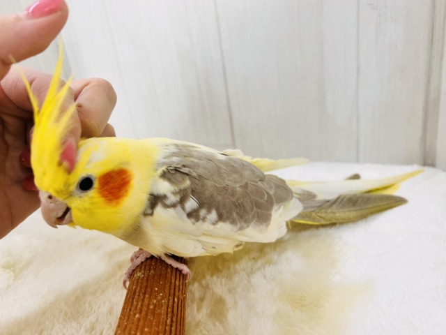 オカメインコ