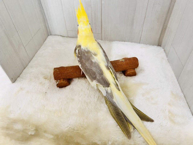 オカメインコ