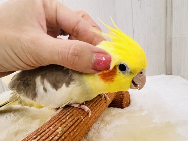オカメインコ