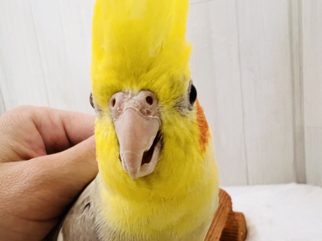 オカメインコ