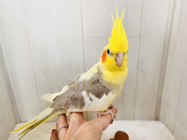 オカメインコ