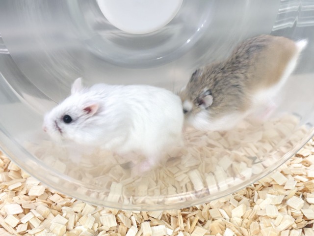 ロボロフスキーハムスター ノーマル&スノーちゃんず✧*。 🐹☃️ ロボロフスキーハムスター