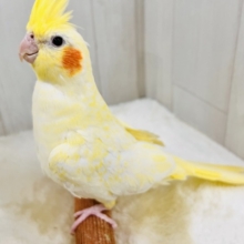 霜降りオカメ💛珍しいルチノーパールだよ💖