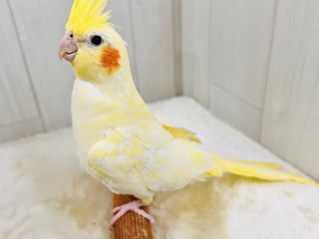 オカメインコ