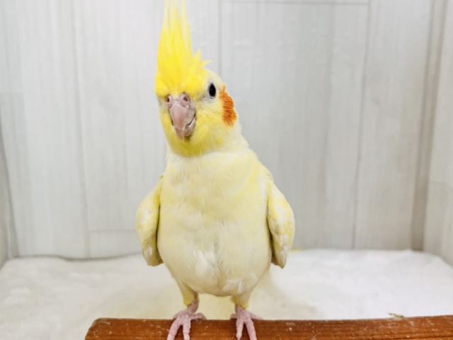 オカメインコ
