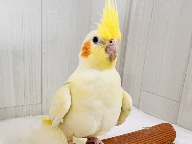 オカメインコ