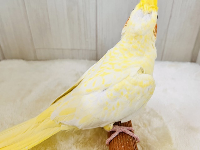 オカメインコ