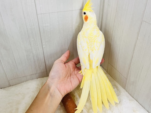 オカメインコ