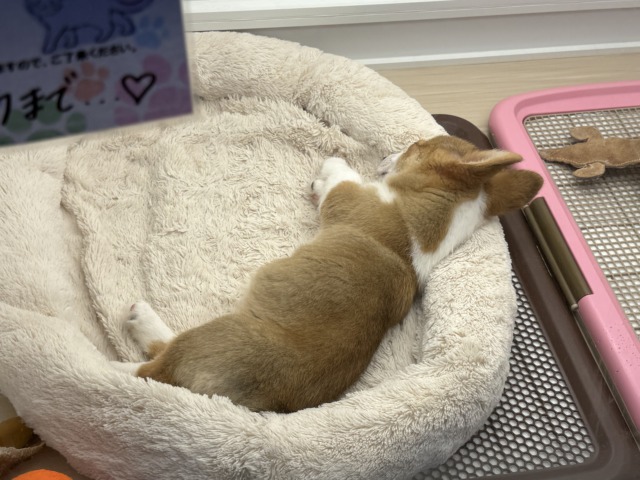 構ってくんないと拗ねちゃうぞ💗コーギーの女のコきました🌟 ウェルシュコーギー・ペンブローグ