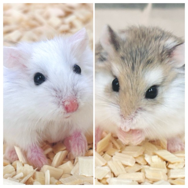 ロボロフスキーハムスター ノーマル＆スノーちゃんず✧*｡ ‪🐹☃️
