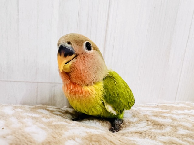 コザクラインコ（小桜インコ）