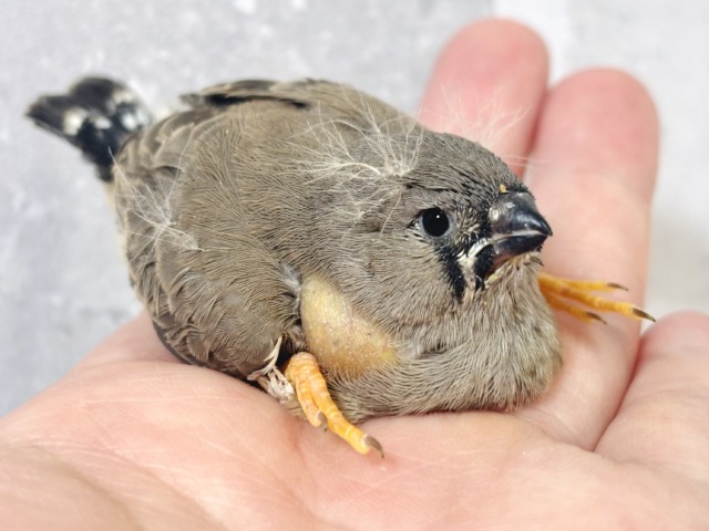 ジャンボキンカチョウ