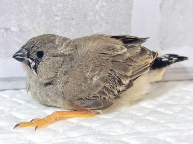 ジャンボキンカチョウ