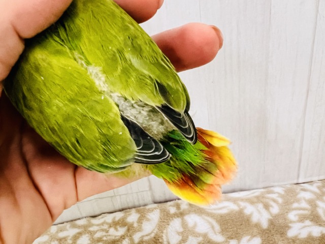 コザクラインコ（小桜インコ）
