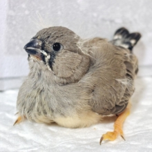 ジャンボキンカチョウ  ノーマル  ヒナ  🐣🤎