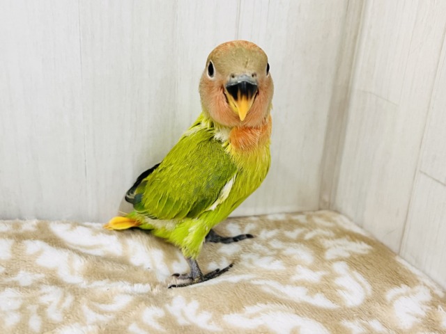 コザクラインコ（小桜インコ）