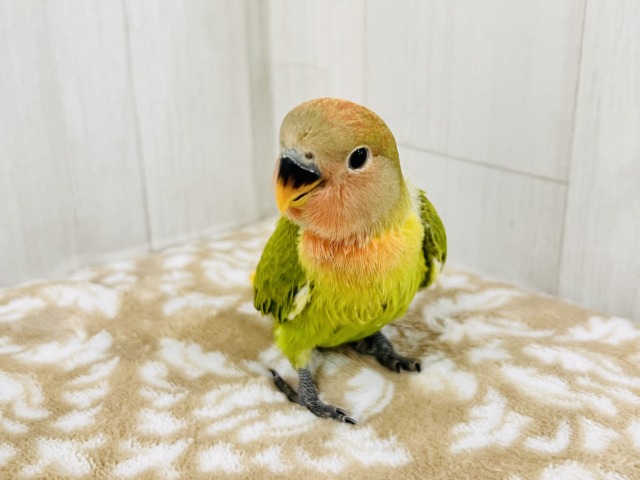 コザクラインコ（小桜インコ）