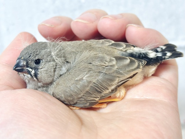 ジャンボキンカチョウ