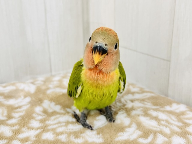 コザクラインコ（小桜インコ）