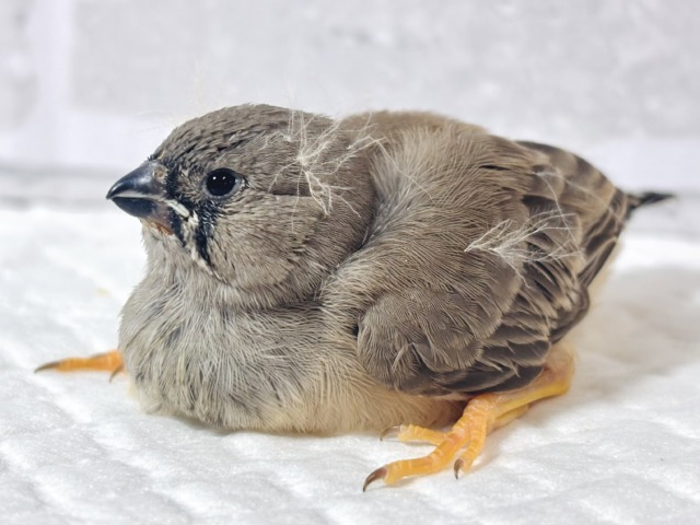 ジャンボキンカチョウ