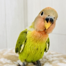 真っ赤に染まるよ😍小桜インコのオパーリン ✨