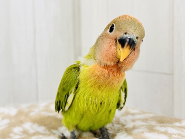 真っ赤に染まるよ😍小桜インコのオパーリン ✨