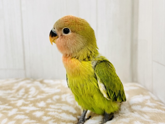 コザクラインコ（小桜インコ）
