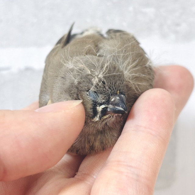 ジャンボキンカチョウ