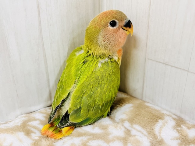 コザクラインコ（小桜インコ）